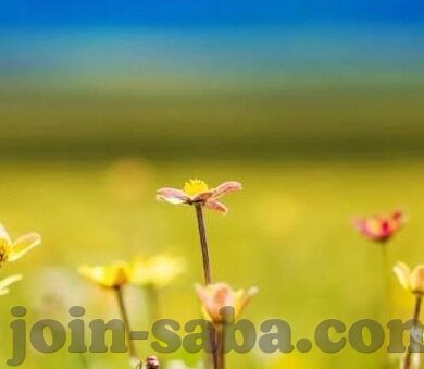 足球比分实时直播捷报-足球比分实时直播捷报，绿茵烽火连天，数据狂潮席卷全球球迷